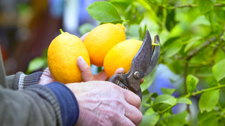 Comment Prendre Soin De Votre Citronnier En Pot Durant L Hiver Conseils Pratiques Pour Le